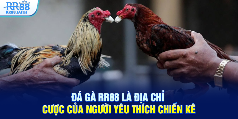 Đá gà RR88 là địa chỉ cược của người yêu thích chiến kê
