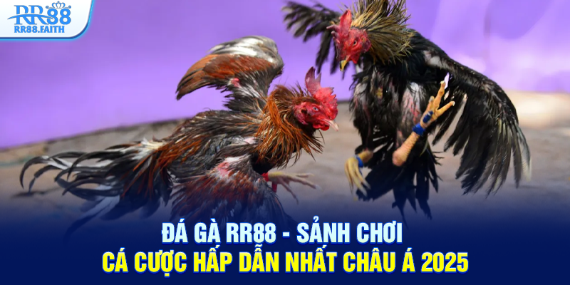 Đá gà RR88 sảnh chơi cá cược hấp dẫn nhất châu á