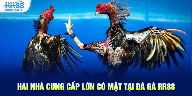 Hai nhà cung cấp lớn có mặt tại đá gà RR88