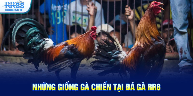 Những giống gà chiến tại đá gà RR88